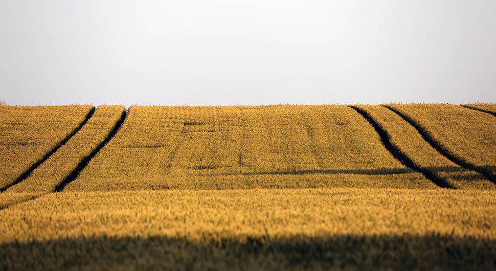 agrikultura polje.jpg